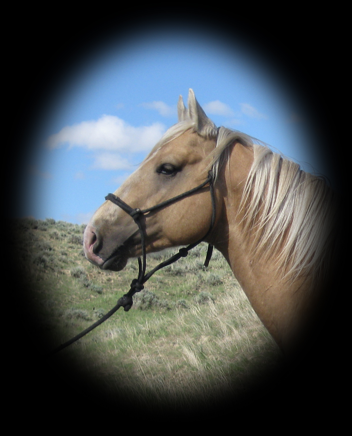 PR Yellow Tail Palomino Hollywood Buck Quarter Horse
